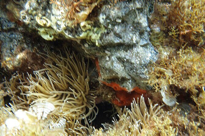 Snorkeling in Ustica (observation of marine flora and fauna) - Should you book Ustica snorkeling at Cala Sidoti?
