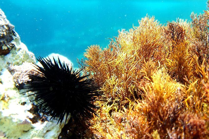 Snorkeling in Ustica (observation of marine flora and fauna) - Gear and comfort: mask rental and keeping things low-stress