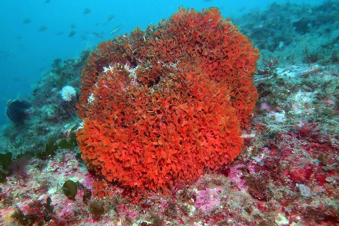 Snorkeling tour around the Isola Bella Nature Reserve - Why This Route Works: Protected Water, Big Views