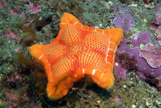 Snorkeling tour around the Isola Bella Nature Reserve - Price and Value: $45.86 for Guided Gear and Three Stops
