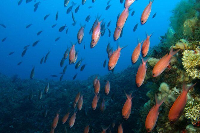 Snorkeling tour around the Isola Bella Nature Reserve - Zodiac Ride + Gear Setup: Less Hassle, More Water Time
