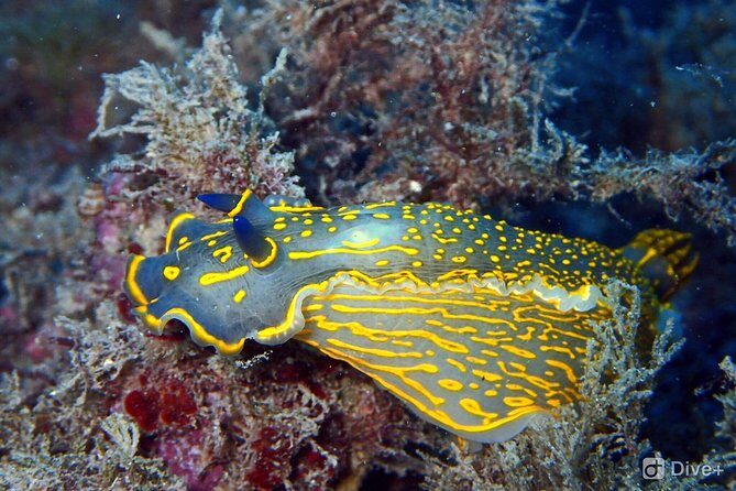 Taormina Scuba Diving Experience - Timing and Meet-Up at Giardini-Naxos Porto di