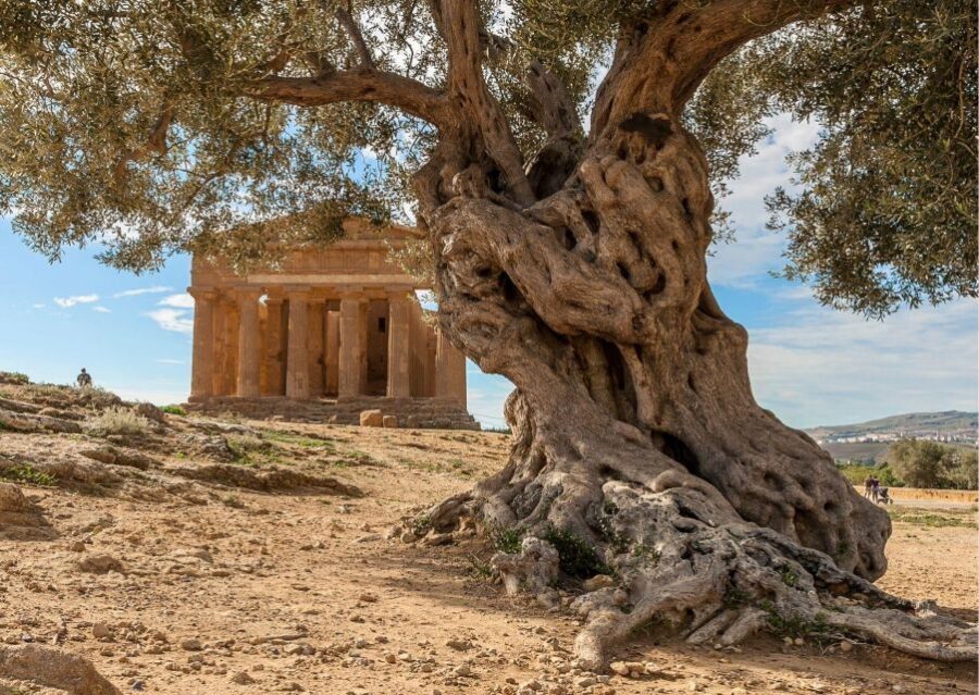 Valley of the Temples and Villa Romana Multi-Language Tour - Should You Book This Tour?