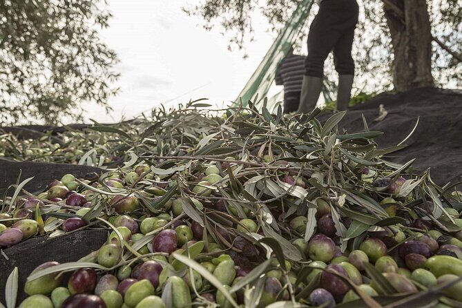 Visit to the olive grove, oil tasting and lunch at the farm - Terra Surti’s working farm feel in Sortino